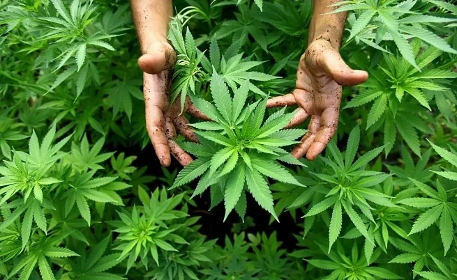 Невада разреши продажбата на марихуана