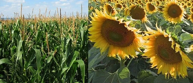 Очаква се рекорден добив на царевица и слънчоглед 