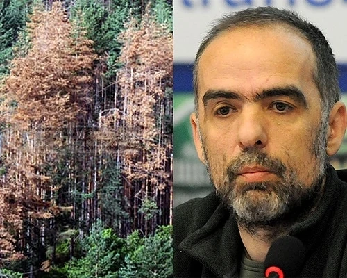 Короядът изяде горите, пандемията тръгна от Витоша