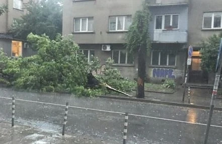 30 сигнала за паднали клони, дървета и наводнени улици след бурята в София (СНИМКИ)