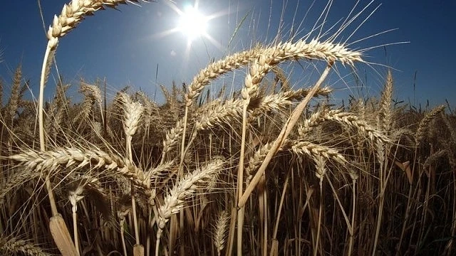 Рекорден добив от пшеница в Добрички регион