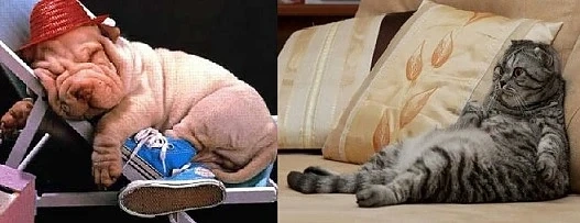 Днес е Световният ден на мързела 