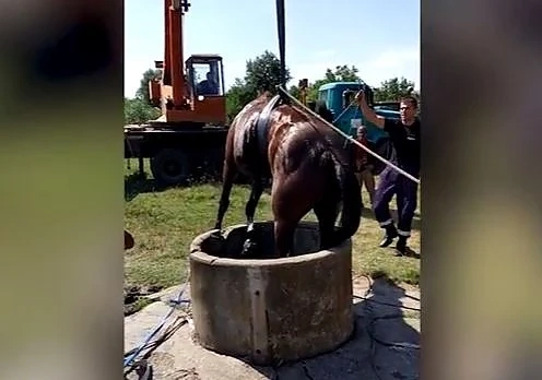 Пожарникари извадиха кон от кладенц (ВИДЕО)