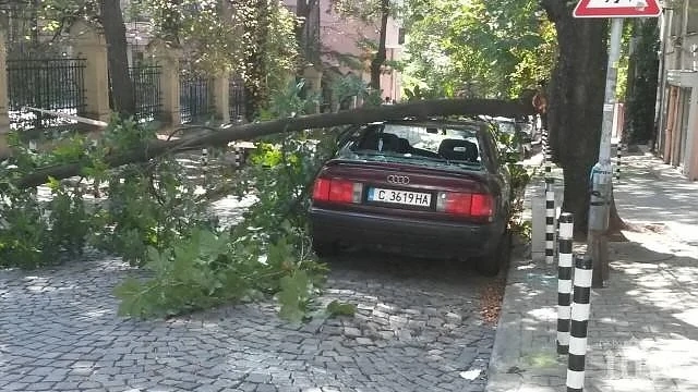 Дърво падна върху кола в столицата
