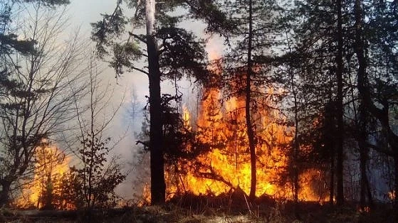 Овладяха пожара в Ямболско