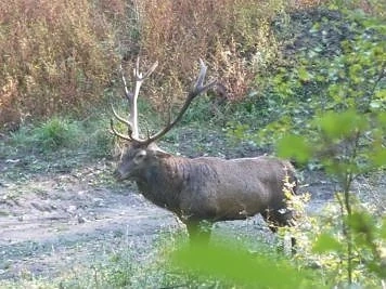 Бракониери убиха благороден елен 