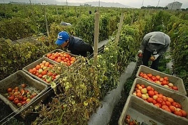 Експлоатират българи като роби в Италия!