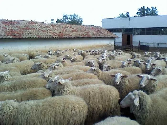 Изнасяме 3000 овце в Турция