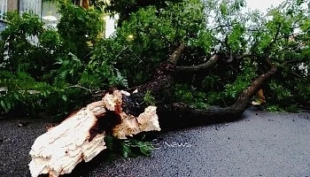 Дърво се сгромоляса до хотел в Хисаря 
