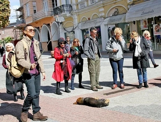 Туристи си правят селфи с улично куче в Пловдив  