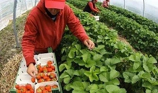 Сезонните работници от ЕС трябва да получават толкова пари, колкото и местните жители