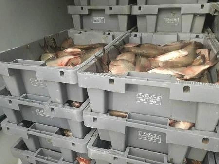 Спипаха 1,2 тона незаконна риба край Айтос