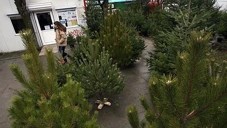 Отминава ли времето на живите елхички?