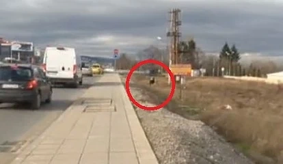 Крави пасат на натоварено кръгово в София