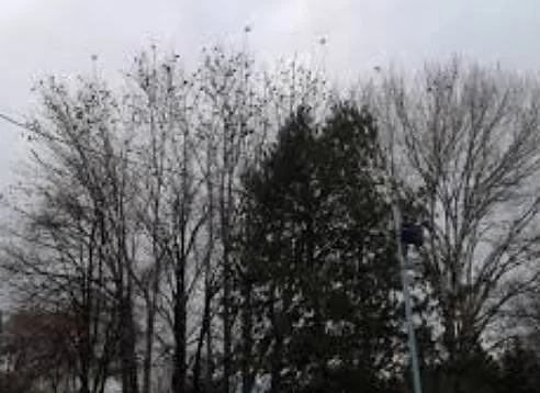 Днес облачно с максимални температури между 4° и 9°