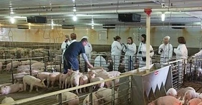 Учени от Пловдив откриха: Прасетата наддават по-бързо с фураж с маслодайна роза