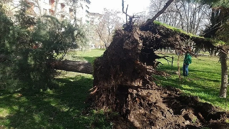 Силният вятър в столицата събори дървета 