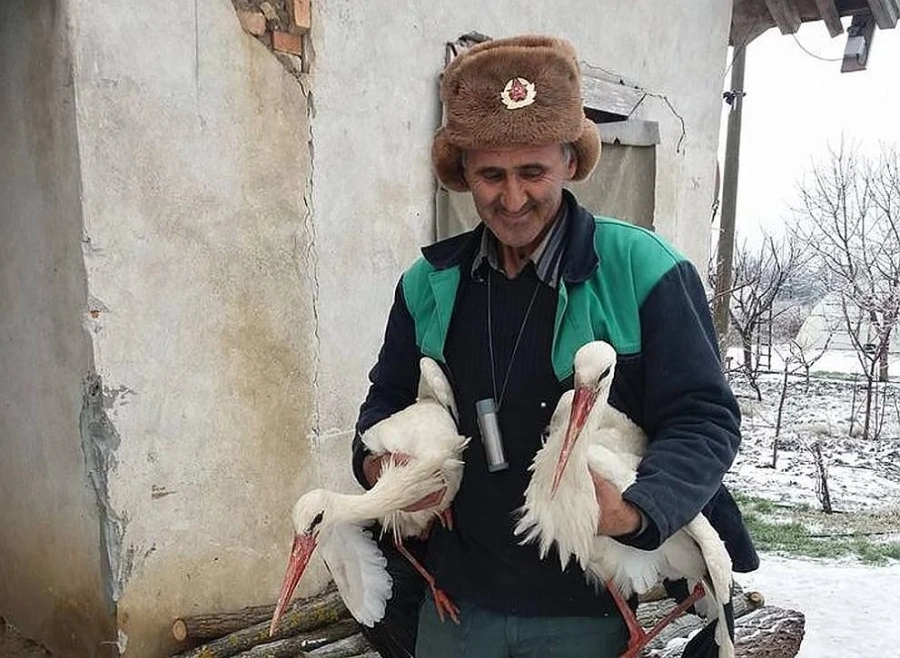 Покрай щъркелите, зелените се изпокриха