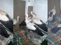 Продължава спасяването на бедстващите щъркели 