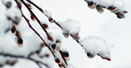 Днес облачно с превалявания от дъжд и сняг. Максималните температури ще са между 5°- 15°