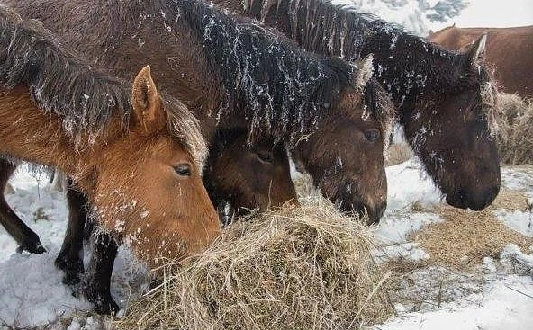Прокуратурата започна проверка за изоставените и умрели коне в Осогово
