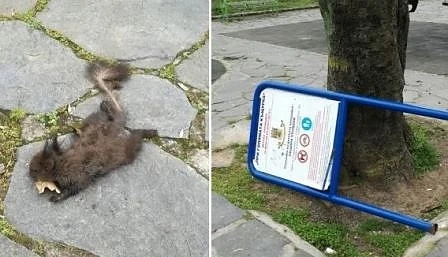 Изроди убиха катеричка и се гавриха с нея на Бунарджика!