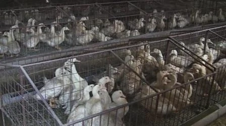Ново огнище на птичи грип във ферма за отглеждане на патици в Ямболско 
