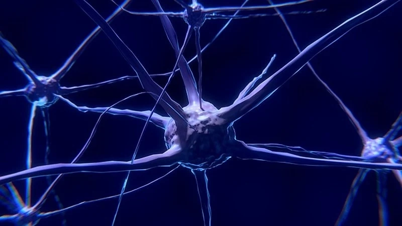 Учени: Нервните клетки се възстановяват