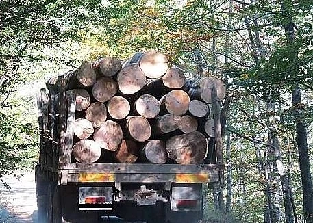 До 6 години затвор при незаконен добив на дърва