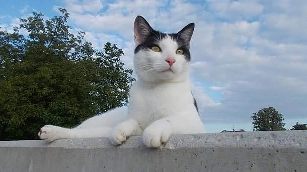 Котарак наследи 1,5 милиона евро