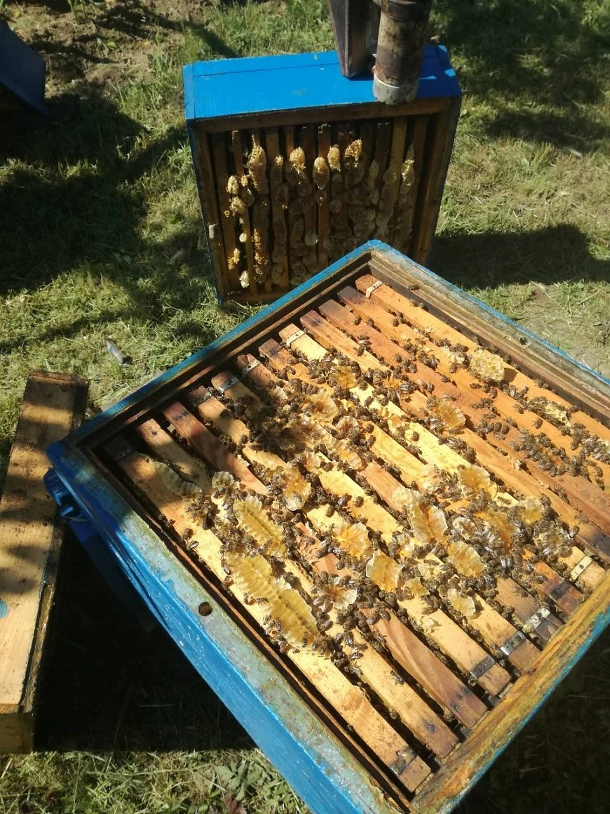 Производството на пчелен мед у нас се увеличава с 15% 