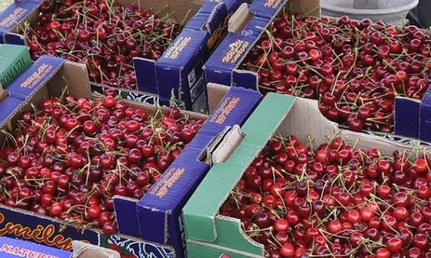 Производители на череши излизат на протест