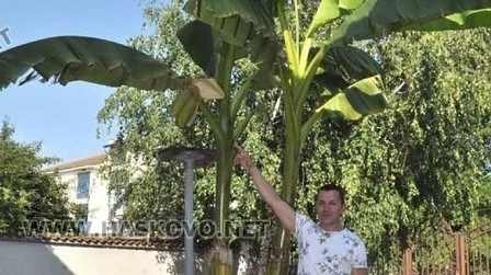 В Хасково с първа бананова реколта (СНИМКИ)