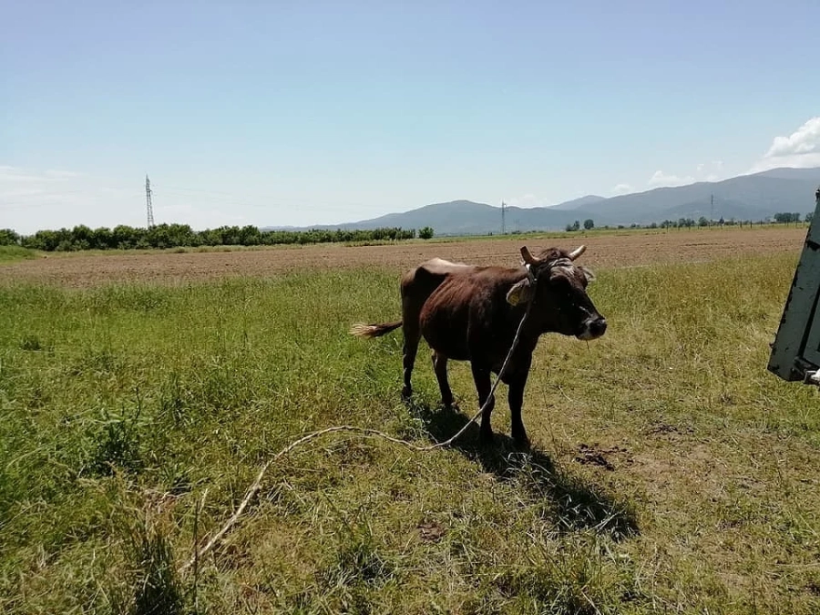 Подариха джипиес на кравата Пенка