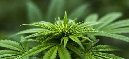 Двама души бяха арестувани за отглеждане на марихуана в село Кичево