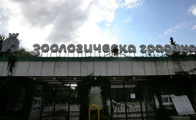 Софийският зоопарк преговаря за бърнеста мечка