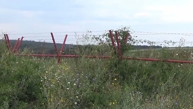 Четириредова ограда ще спира дивите свине от Румъния