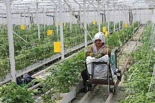 Оранжерийни производители с протестно писмо до земеделското министерство 