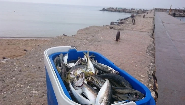 Морето изненада рибарите, завря от паламуд и сафрид 