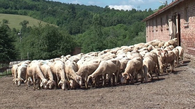 Без оставки за чумата в Странджа 