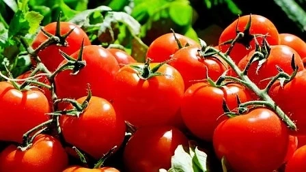 Градинските домати и картофите поевтиняват