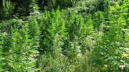 Кметът жътвар на канабис остава в ареста за постоянно