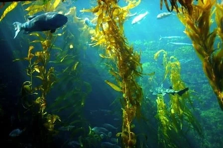 Учени: Урината в морето кара водораслите да растат по-бързо 
