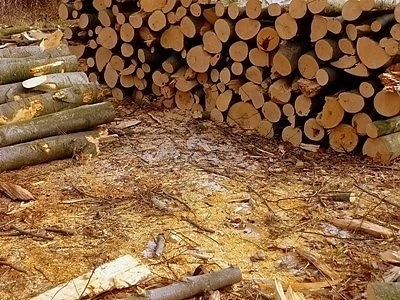 14 хил. проверки за незаконна дървесина за седмица   