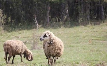 Животновъдите получиха над 4,3 млн. лв. за Кампания 2018 г.