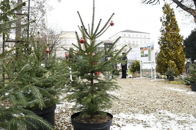 Коледен базар започва в Ботаническата градина в София