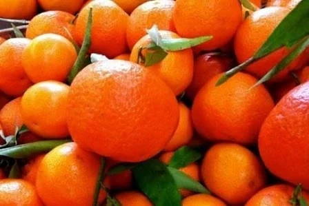 Колко мандарини можете да изядете на ден 