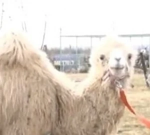 Бебе камила пристигна в зоопарка в Бургас