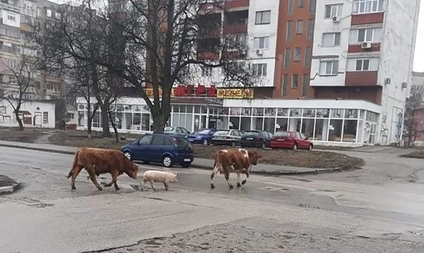 Бик, прасе и крава на разходка по булеварда