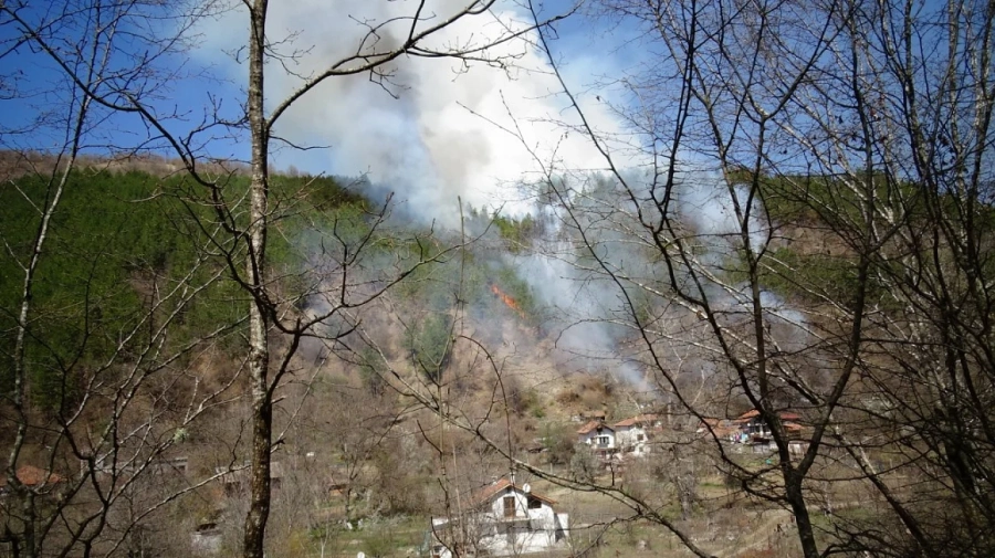 Пожар лумна в борова гора над Благоевград 